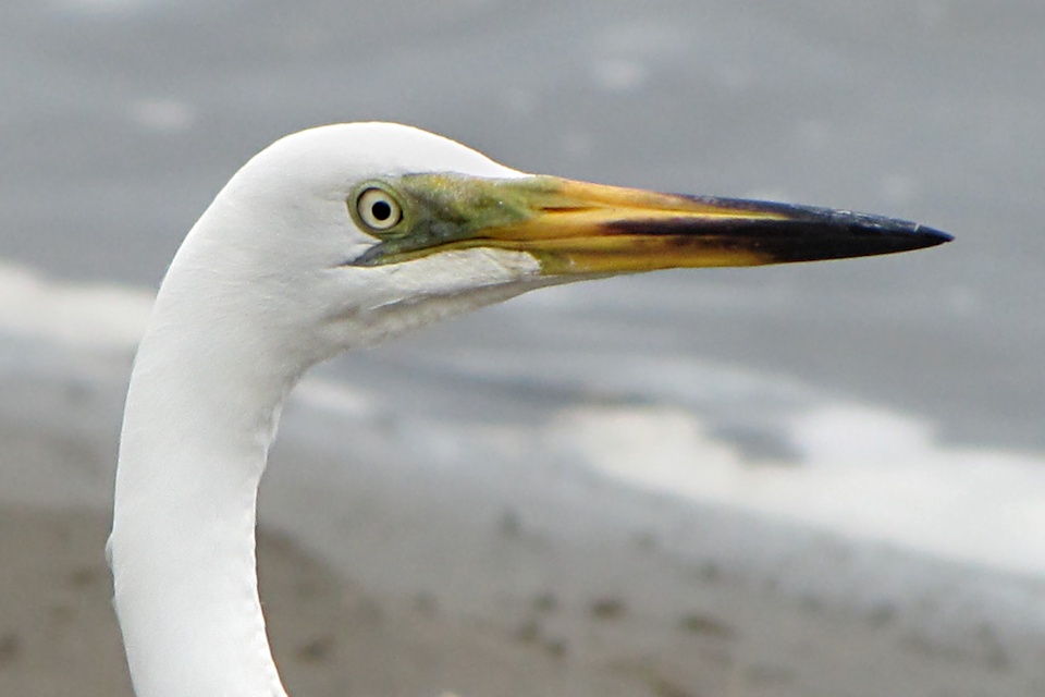 Eastern Great Egret (Ardea modesta)